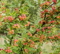 Malus Sieversii apple